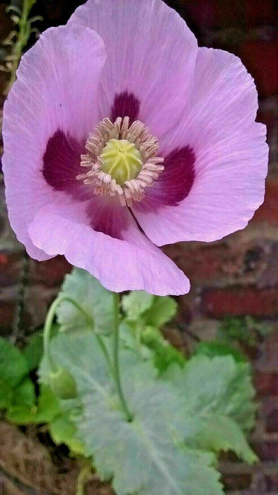 Mixed Poppy Viable Seeds 🌺 Wide variation of Poppies using Irish Bee 250 Seeds