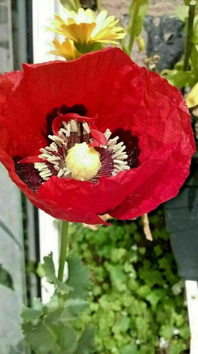 Mixed Poppy Viable Seeds 🌺 Wide variation of Poppies using Irish Bee 250 Seeds