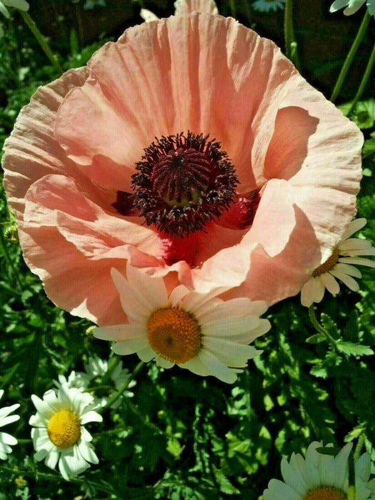 Mixed Poppy Viable Seeds 🌺 Wide variation of Poppies using Irish Bee 250 Seeds