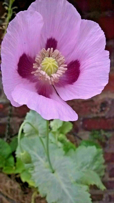 Mixed Poppy Viable Seeds ?? Wide variation of Poppies using Irish Bee 250 Seeds!