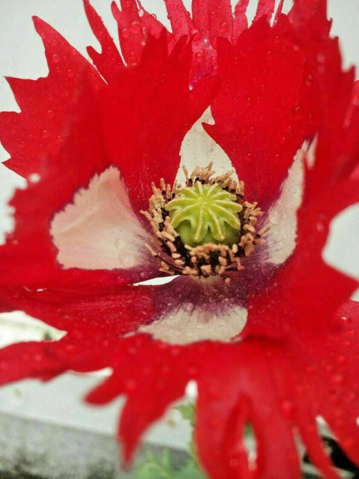 Mixed Poppy Viable Seeds ?? Wide variation of Poppies using Irish Bee 250 Seeds!