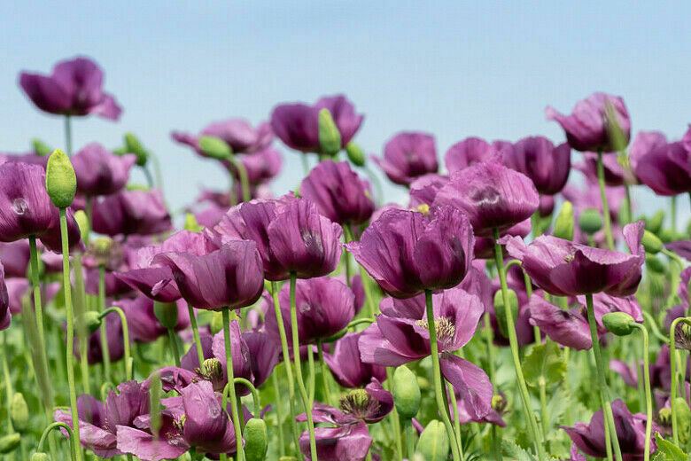 Mixed Poppy Viable Seeds 🌺 Wide variation of Poppies using Irish Bee 250 Seeds!