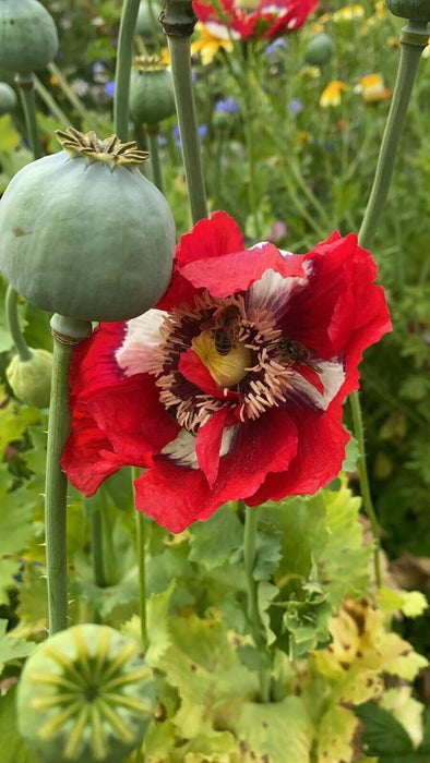 Mixed Poppy Viable Seeds 🌺 Wide variation of Poppies using Irish Bee 250 Seeds!