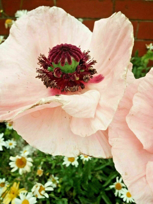 Mixed Poppy Viable Seeds 🌺 Wide variation of Poppies using Irish Bee 250 Seeds!